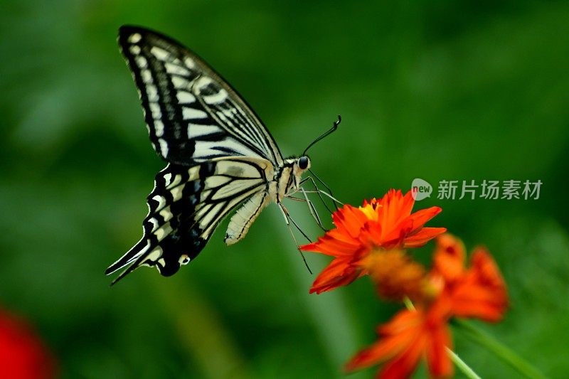 蝴蝶和橙色/黄色的宇宙花